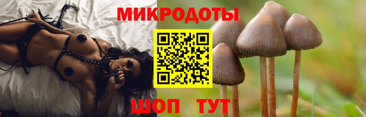 Псилоцибиновые грибы Psilocybine cubensis Калининград